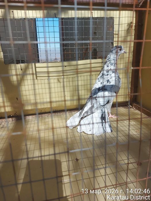 Широкохвостые голуби