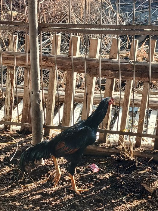 Kulangi xòroz sotiladi