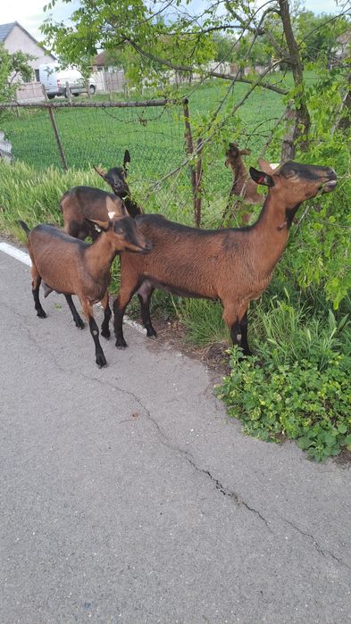 Lapte de capra alpina franceza