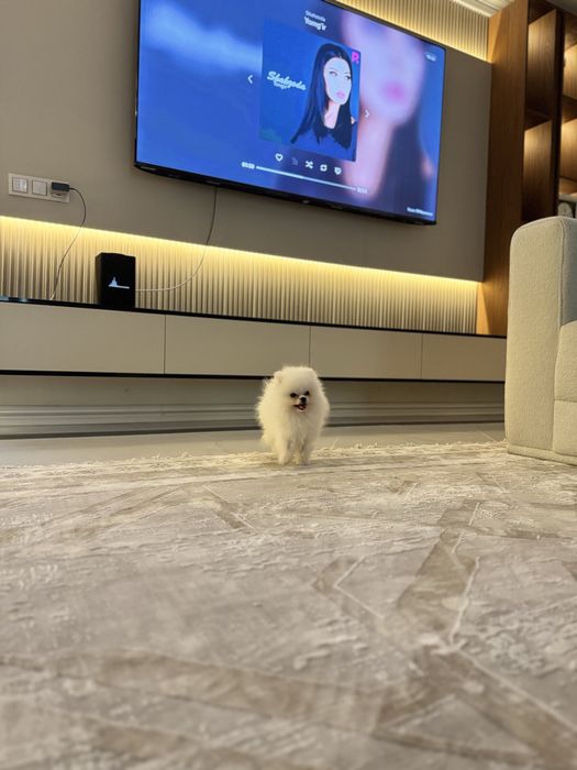 Продается Померанский шпиц мальчик белая пушистая