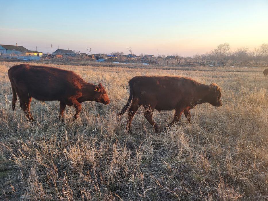 Продам скот коров Крс