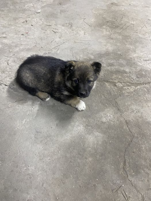 Щенки, щенята, щенок