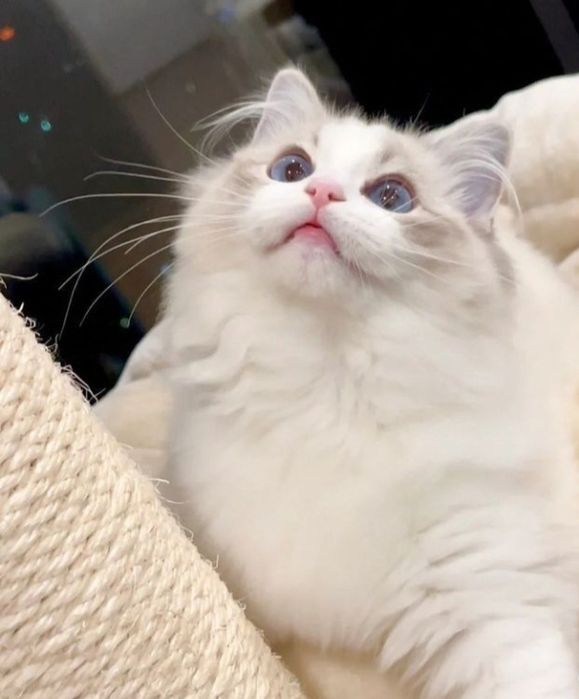 Привозные РЕГДОЛЛЫ!!