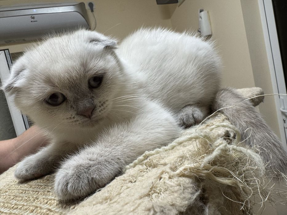 Шотландски късокосмести котки