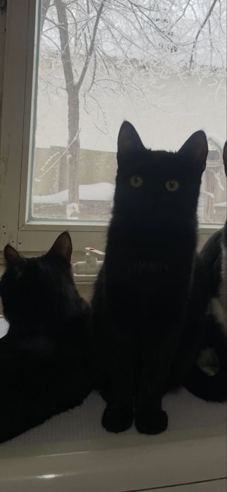 Отдам в добрые руки котят