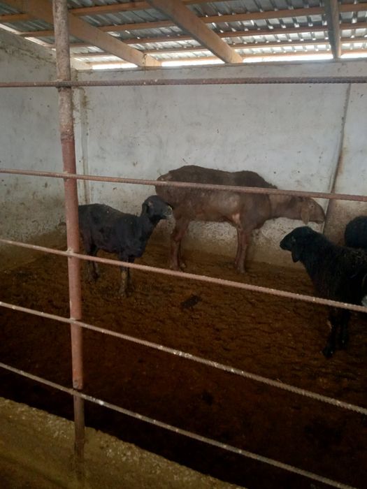 Жылқы сатылады, срочно, бағасын келісеміз