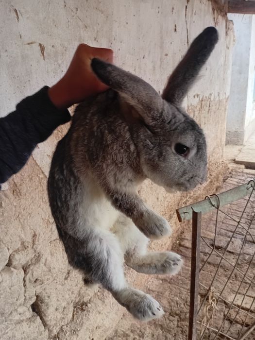 Quyon sotiladi toza sames