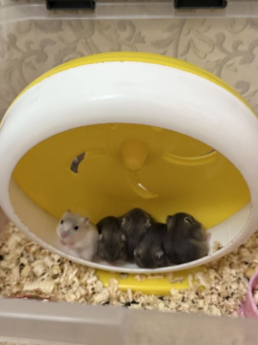 Джунгарские хомяки