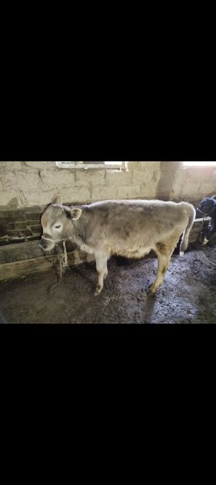 Коровы с теленками