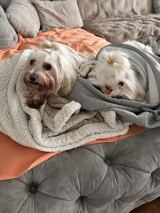 Ofer cazare pentru catei