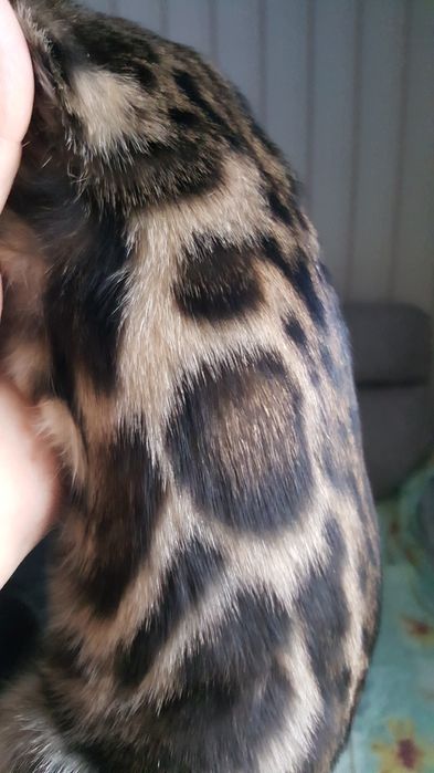 Чистокровные бенгальские Котя