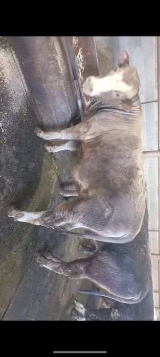 Продам упитанных бычков!