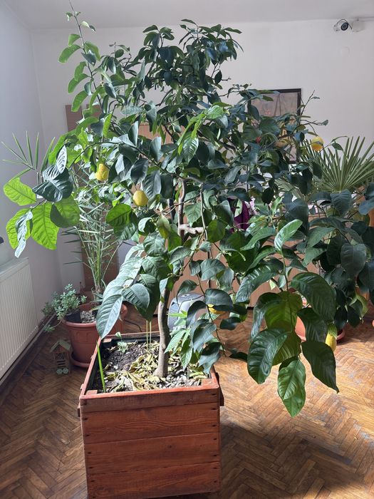 Lamai altoit, foarte roditor!!!