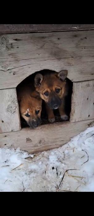 Щенкам нужен дом
