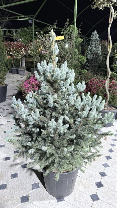 Italiya ko’chatlari  Magnolia Archa