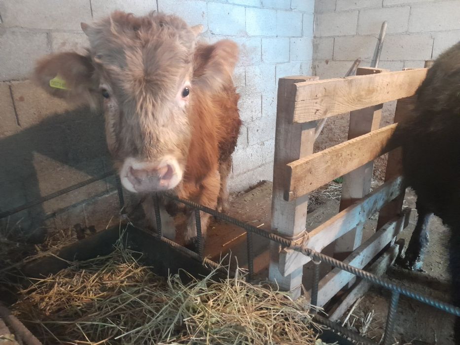 Продам Бычков по 9месец