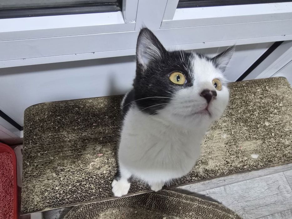 Котёнок мальчик, чёрно-беленький