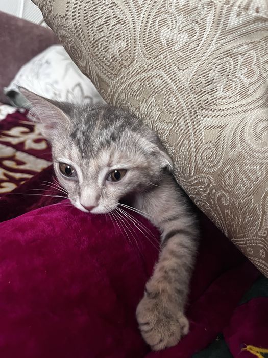 Котенок , 3 месяца