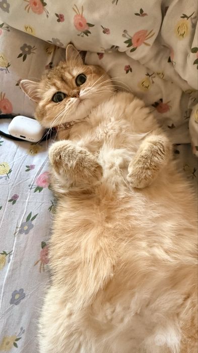 Котёнки Chinchilla