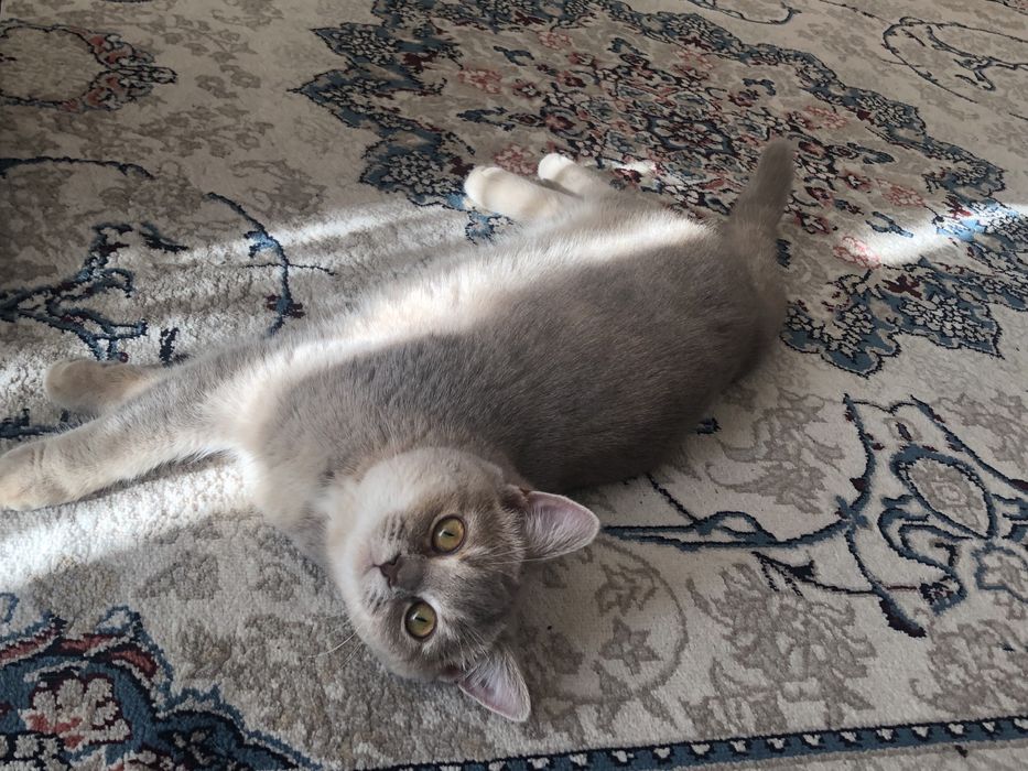 Scottish straight/qiz bola