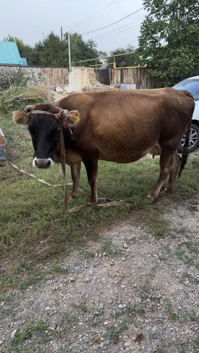 Продам дойную корову