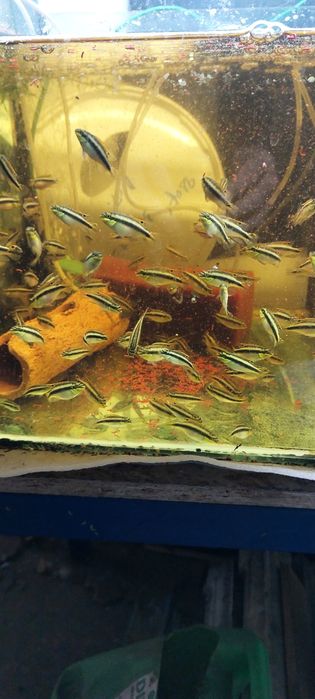 Продам пельвикахромис