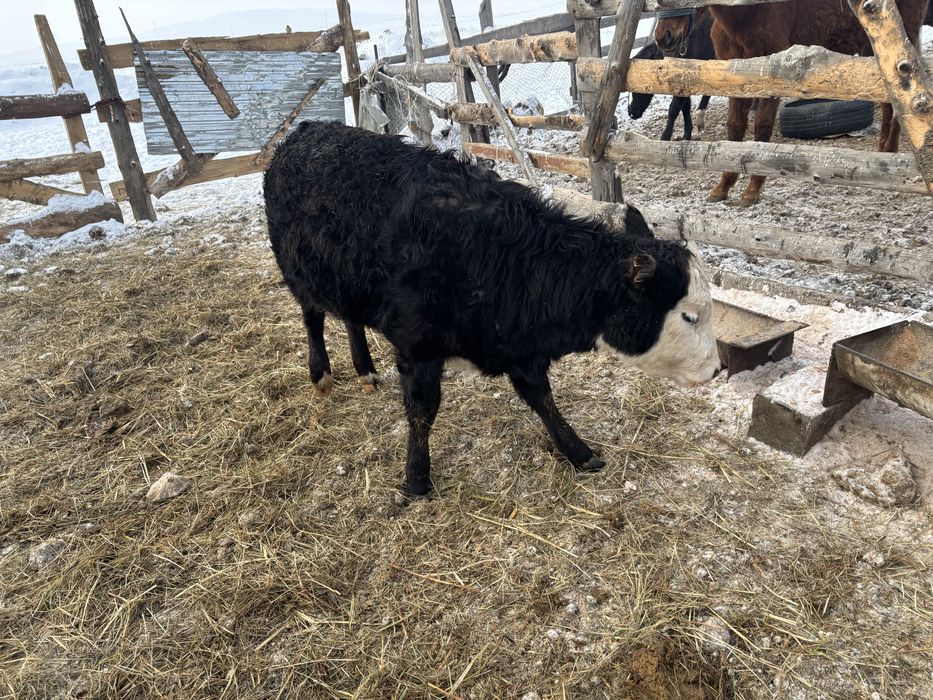 Продам теленка 11 месяц