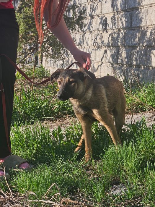 Отдам в стерилизованных щенков