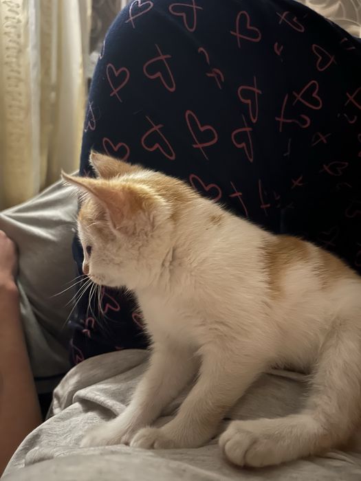 Отдам котенка девочка . К лотку обучена .