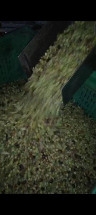 Ulei de măsline de casă Sicilia