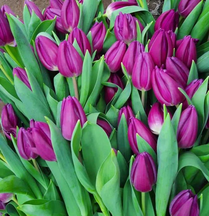 Тюльпаны оптом на прямую из теплицы - луковица 12+ большой выбор сорт