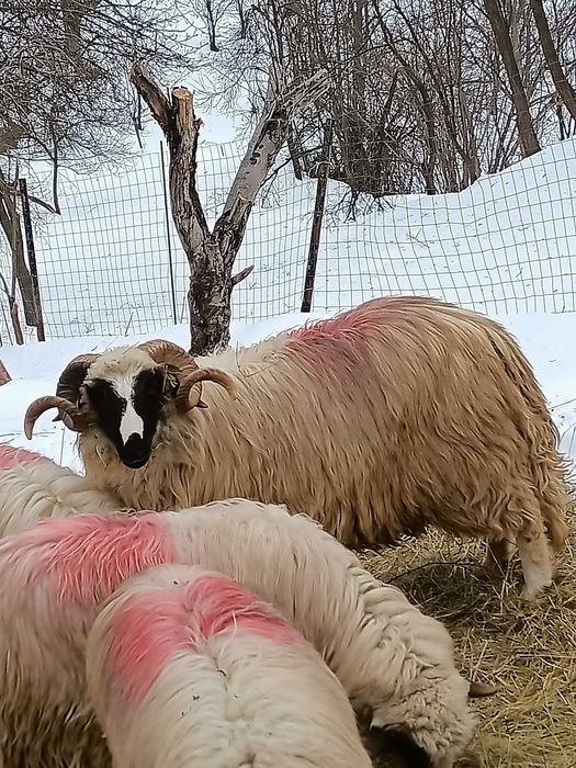 Schimb un mior breaz