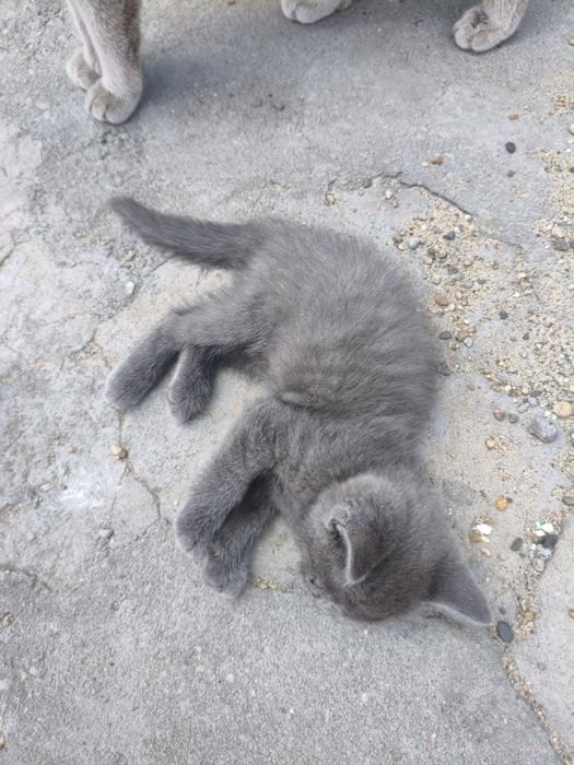Продам британских котят