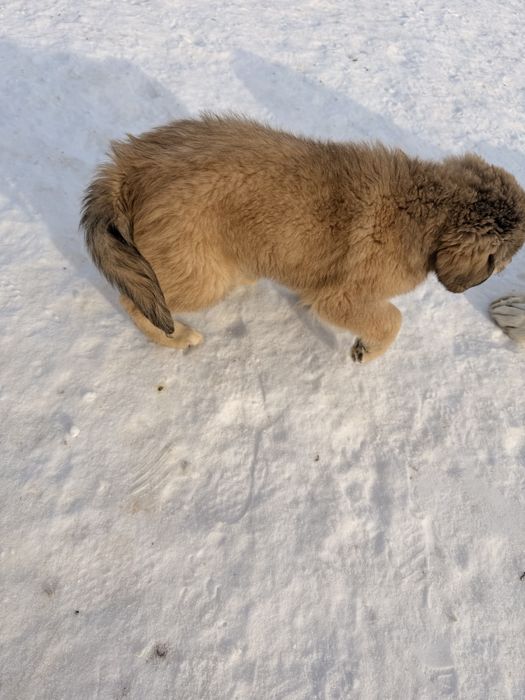 шенок тобет , шенки пародистые , күшік