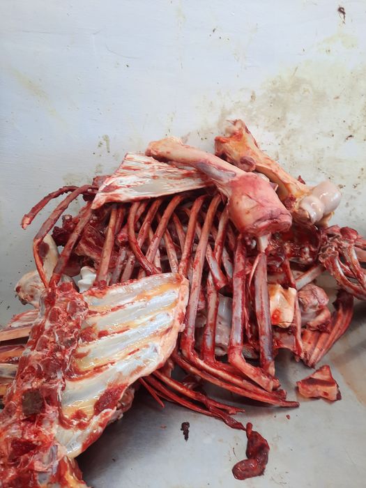 Кости бесплатно для собак