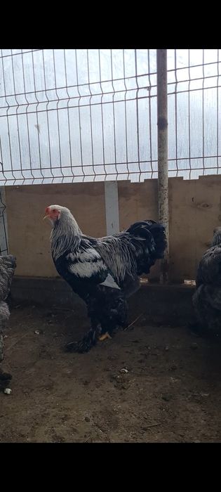 Familie brahma herminat inchis