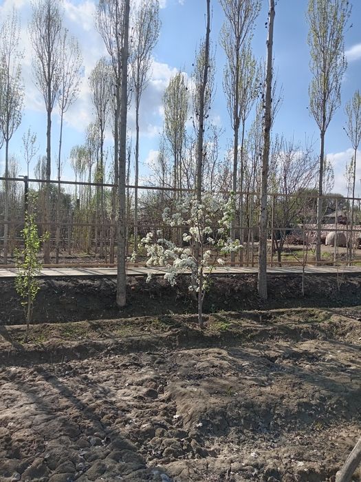 Жай сатылады усындай багы бар актерек лер бар