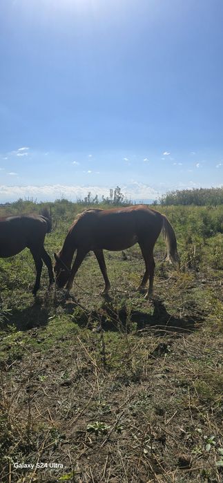 Продам лошадь за 450 000