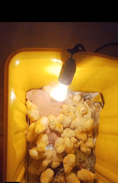 Продам цепляет Атлер