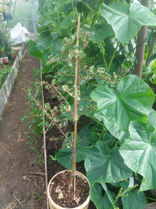Продам фикусы Умбеллата ,Бенгальский тигр .