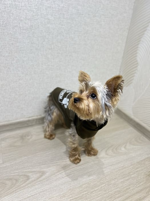 Одежда для собак