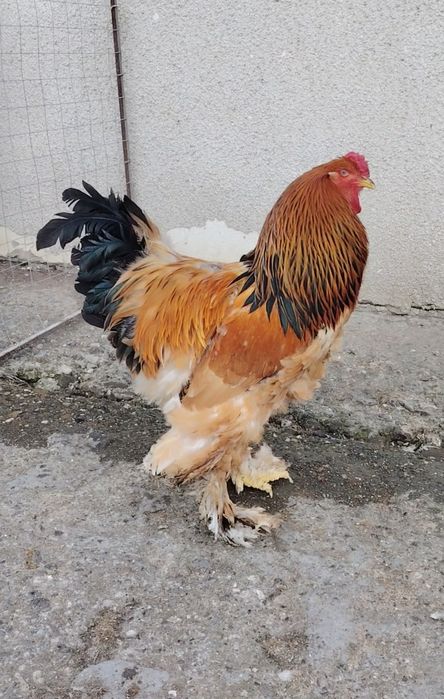 Cocoși brahma columbia galben-negru