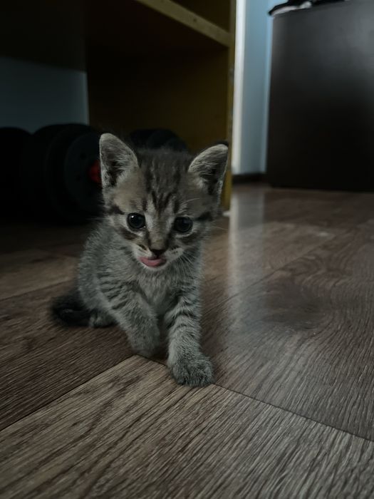 Отдам котенка в добрые руки