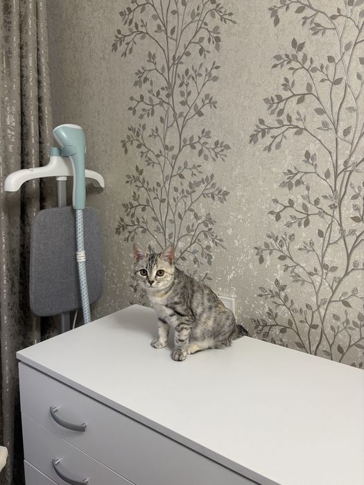 Отдам в добрые руки