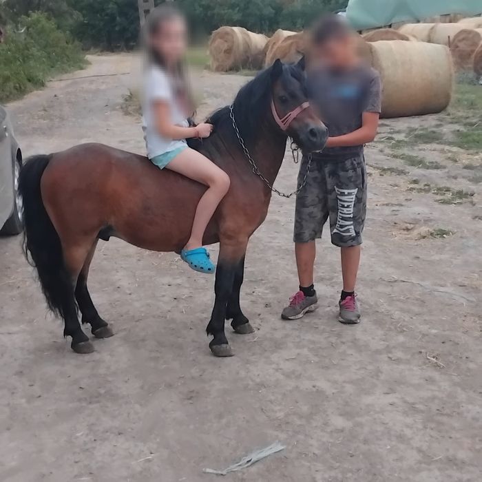 vand ponei cuminte