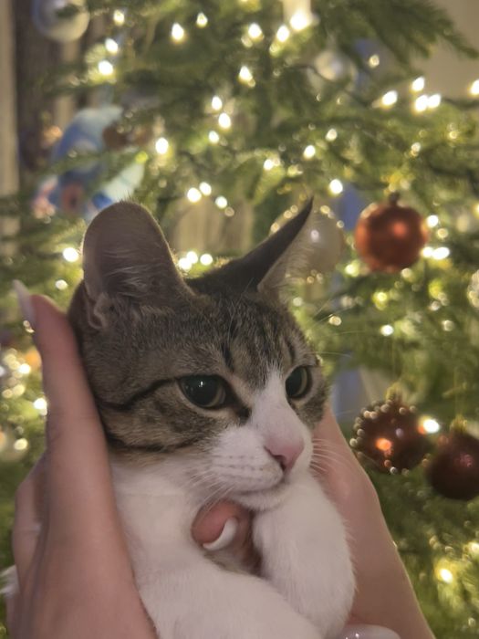 Кот, котята, кошка