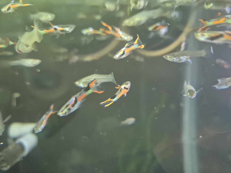 Vand pesti de acvariu, Endleri si Hypostomus Plecostomus cca 20cm