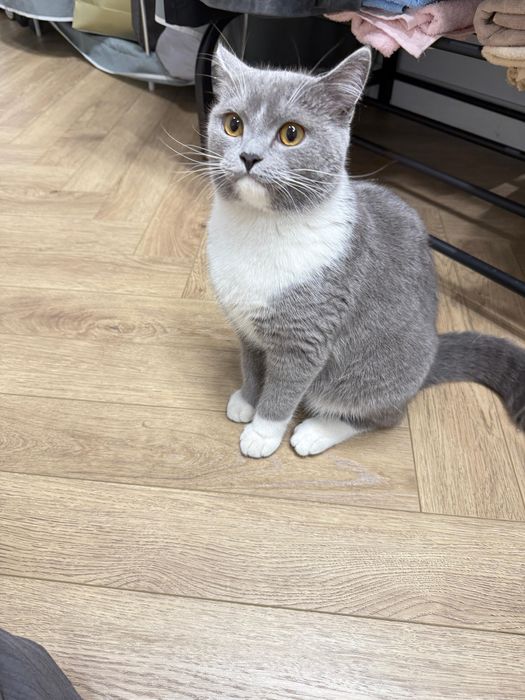 Котенок, кошка британская