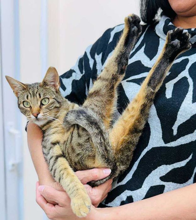 Тигърчо търси дом