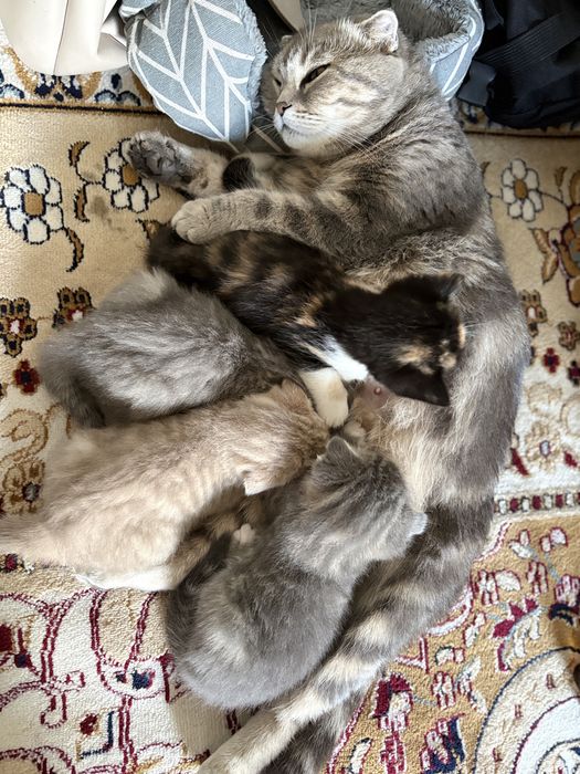 Шотландские вислоухие котята